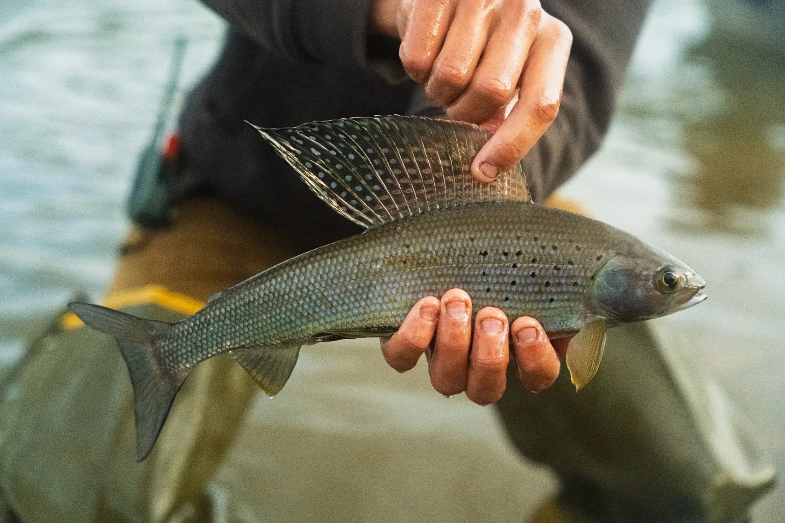 Close-up of an angler lifting the spotted dorsal fin of an arctic grayling