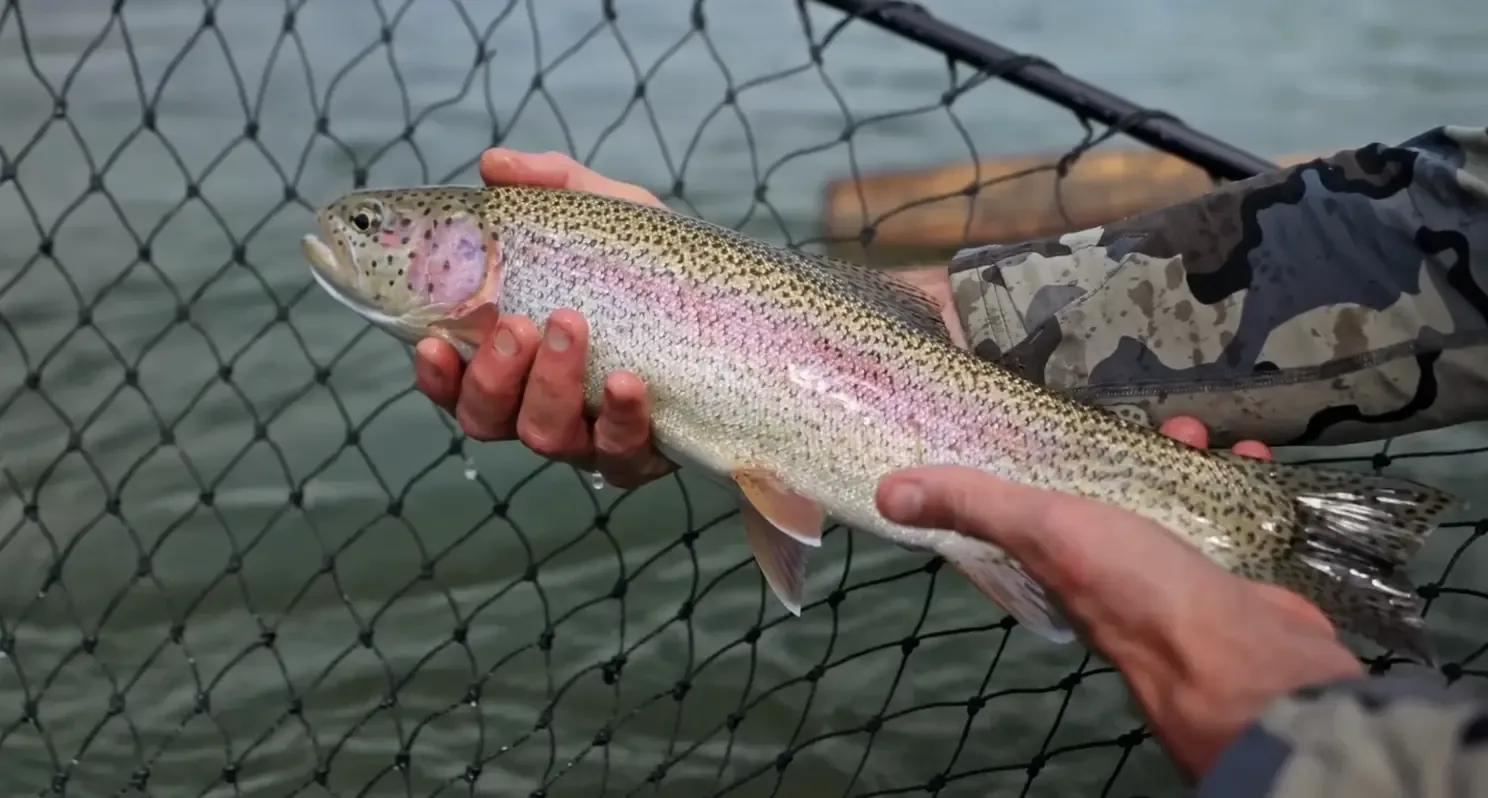 Rainbow trout held above a landing net in the river